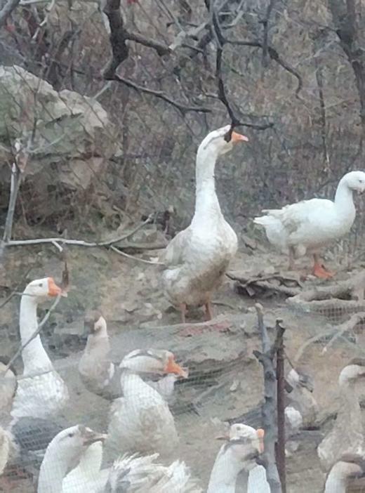 瓦房店许屯农家散养大公鸡/母鸡溜达鸡/大鹅，粮食喂养，味道就是好，多年好口碑，放心买！邮速达辽宁省内包邮 商品图11