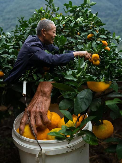 【正宗临海涌泉蜜桔】【老树果】2025年新鲜采摘国家地理标志产品  天下一奇，吃桔带皮，临海被誉为“江南桔乡”“无核蜜橘之乡” 商品图9