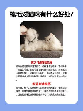 别只嫌猫掉毛！给猫梳毛的10个隐藏好处，看完天天想给它梳