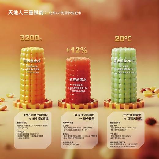 【风味人间】内蒙古特产 甜糯玉米有机糯玉米 来自河套平原黄金玉米带 口感甜糯 商品图7