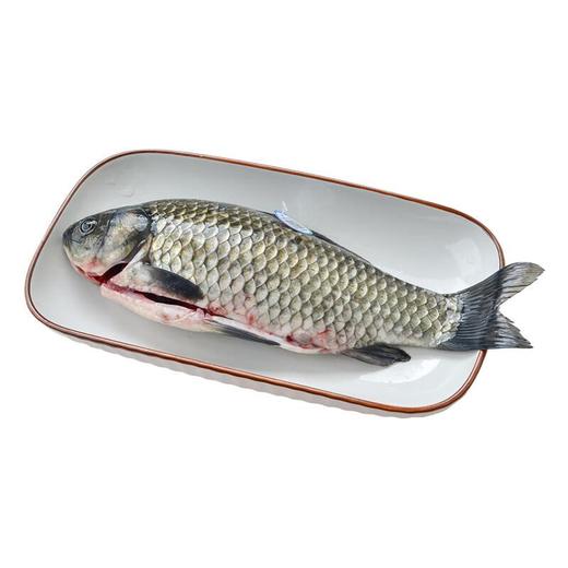 通威鲫鱼 【默认剖杀】 商品图4