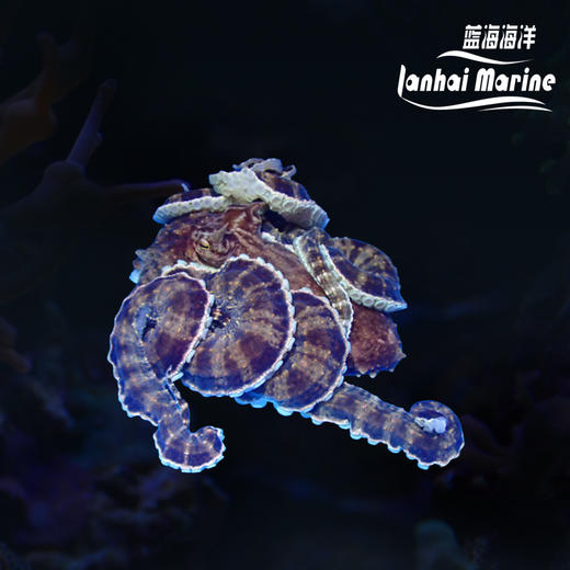 百变八爪鱼 商品图0