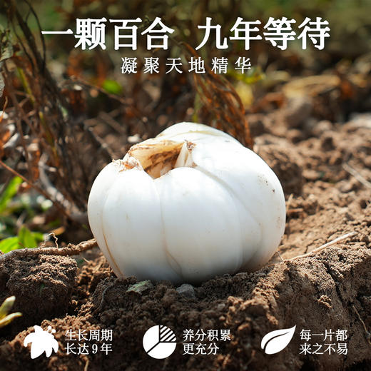 良工尚品兰州有机鲜百合80g 商品图3
