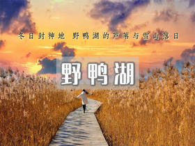 【中午出发野鸭湖日落1日】橘子日落-网红打卡拍芦苇漫天の闯入金色芦苇荡的冬日童话