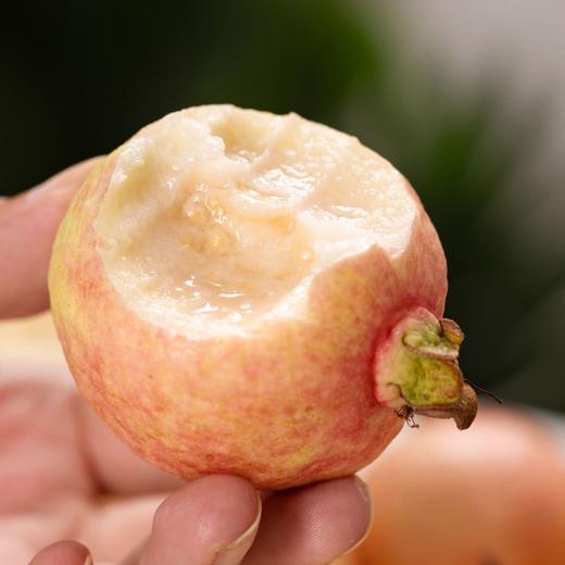 【斌哥优选】樱桃芭乐。秋冬限定的美味。绵密丝滑的奶油口感，个头偏小，是迷你芭乐。收到就软糯的，放冰箱哦 商品图2