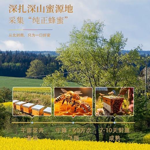 【福东海】百花蜂蜜300克（10mL×30条）/盒 商品图1