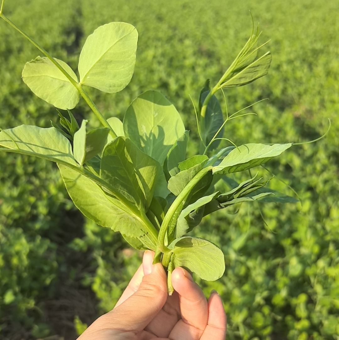 生态酵素蔬菜/豌豆尖/松花菜/莲花白（基地直发-京东包邮）| 多种规格，来自四川绵竹，生产者：熊然【合作生产，公平贸易】