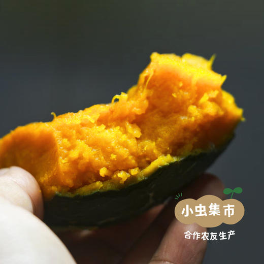 生态贵族南瓜（老南瓜）4-4.5斤 | 合作农友生产，产自四川成都，生产者：梁植、孙婉莹 *【公平贸易农人定价】 商品图5