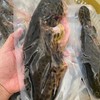 顺丰包邮【好货来啦】深海龙胆石斑鱼 深海鲜活捞捕 船冻锁鲜 肉质细嫩洁白 肥美鲜嫩少刺基地直邮 商品缩略图1