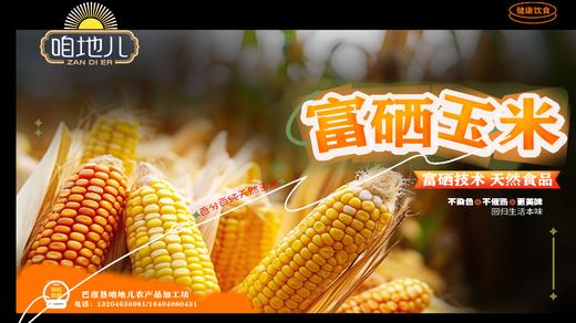 咱地儿富硒黏玉米10棒/箱（320g/棒） 商品图0