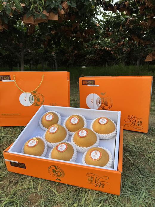 秋月梨 单颗8两以上礼盒品质果 脆嫩无渣 商品图2