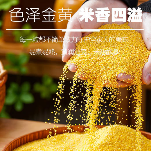 白小禾·内蒙古敖汉有机小米， 金黄米油，香浓软糯，干净免洗可直接下锅！ 商品图2