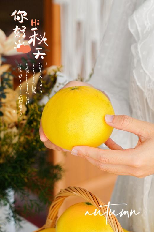 【黄金葡萄柚】秋冬的深水炸弹、福建葡萄柚 玲珑小巧· 可以徒手榨汁的柚子  皮薄肉厚 · 沁人心脾 · 甜而不腻 · 入口化渣 -XNYKC 商品图6