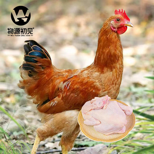 【200积分+69元】物源初见 童子鸡 林间散养天然健康 商品图1
