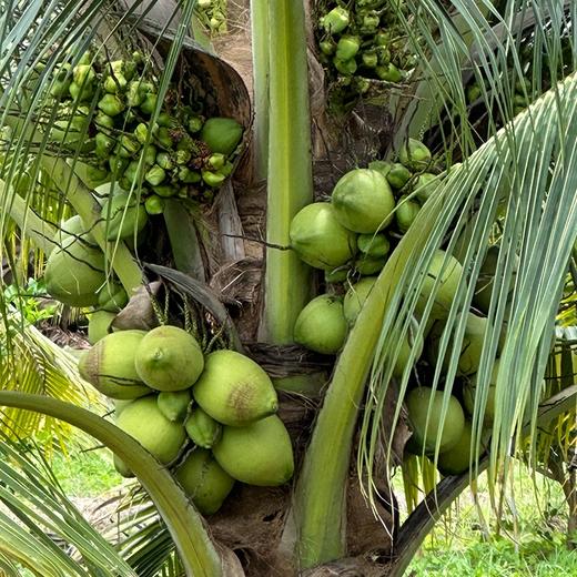 泰国香水椰青椰香浓郁（送开椰器+吸管） 商品图3