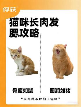 俘获你的小瘦猫！从骨瘦如柴到圆润发腮的养猫秘籍