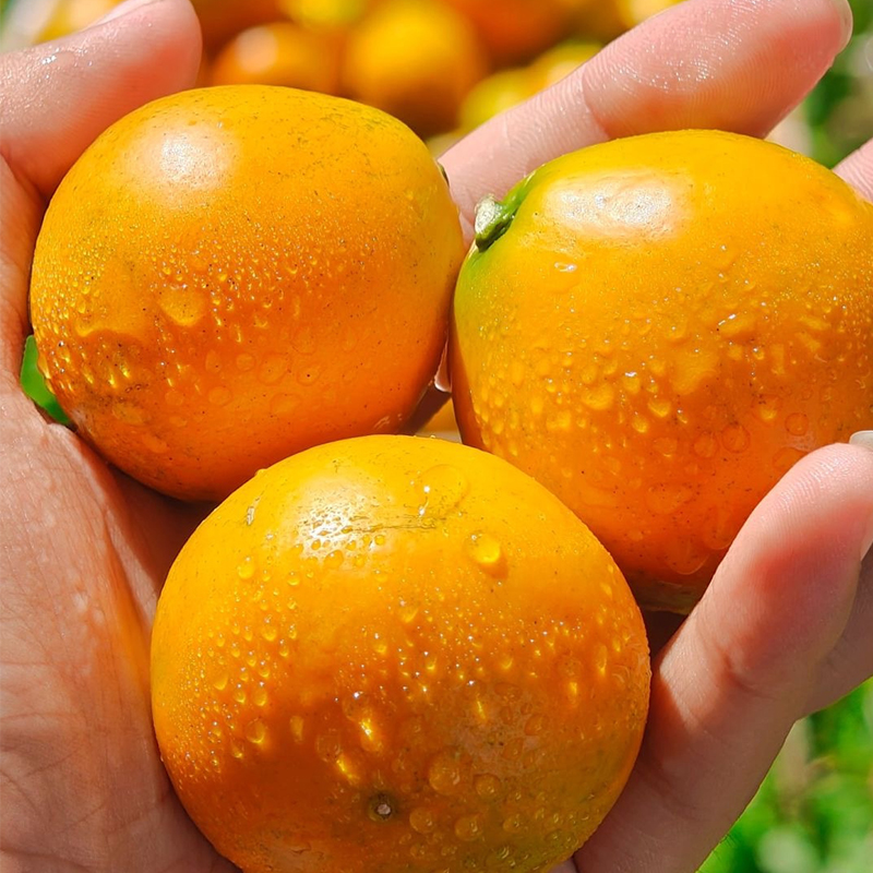 小糖臻选「季节限定好果子」脆蜜金桔