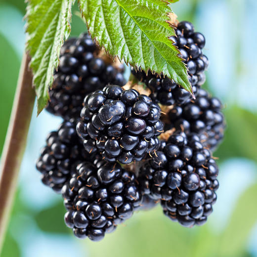 礼道和-24味人参枸杞桑葚茶520g-YGF 商品图1