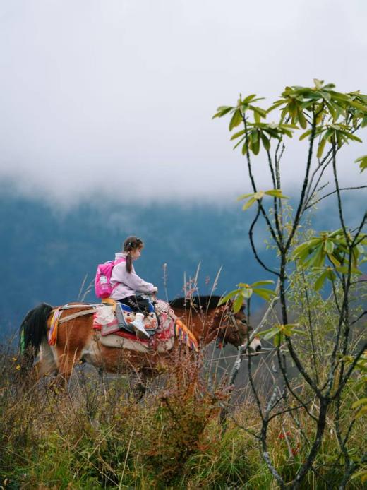 12.20/21，每周一山，亲子徒步，彩林最美的季节，甲尔猛错-带娃看冰瀑，卧龙高山牧场，漫步高山草甸，穿越森林，邂逅成群牛羊马，亲子游戏。 商品图5