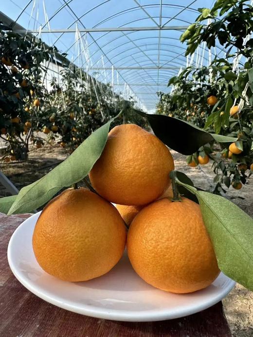 柑橘天花板「红美人」！香甜Q弹 可以吸着喝的爆汁果冻！ 商品图7