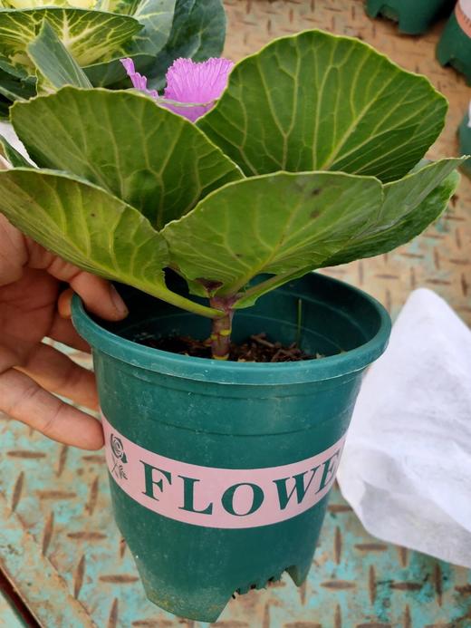 【羽衣甘蓝盆栽】1盆/份 180#园艺盆发货  （圆通发货） 商品图3