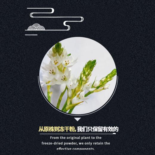 兴合吉供虎眼万年青冻干粉【10g】 商品图4