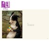【中商原版】Dog Only Knows: The Dog Portraits of Alison Friend 进口艺术 只有狗知道：艾莉森 弗兰德的狗狗肖像画 商品缩略图2