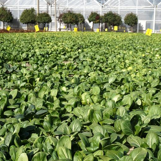 010一箱好菜  菜本味  三餐四季的守护 从菜园到餐桌 大部分带根发货 随吃随取 商品图7