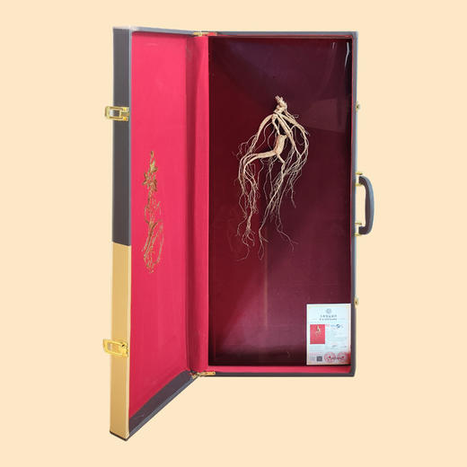 一等野山参20年以上【首发】 商品图3