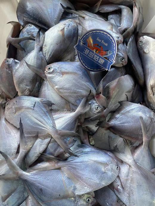 xm大降价！限量抢购，一箱99💰 餐桌上的国民好鱼「小白鲳鱼」肉质细嫩如豆腐，入口即化，鲜掉眉毛，顺丰活冻锁鲜 商品图1