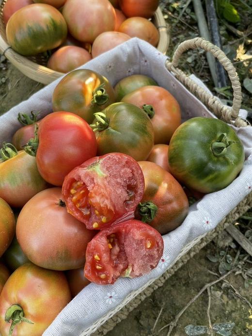【攀枝花露天草莓番茄】瞬间唤醒童年记忆里那股浓郁纯粹的番茄味，酸酸甜甜 是味蕾的一次彻底回归！-XMDJ 商品图7
