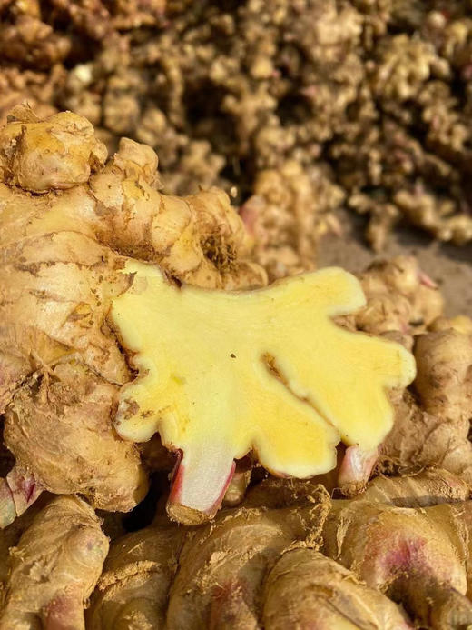 【云南高原小黄姜】姜中“王者”👍  药食同源的养生姜，金黄肉质+肉质紧实饱满、姜丝细腻、味浓辛辣，非常适合去腥提味‼️-DHJ 商品图3