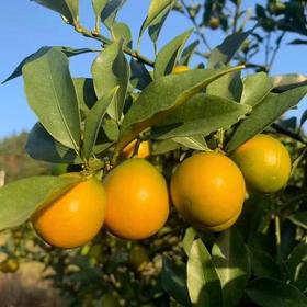 广西融安金桔礼盒独立包装