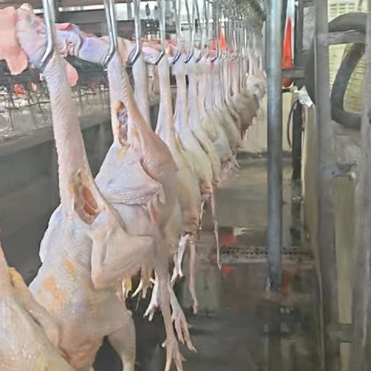 现杀老母鸡2.5斤以上 商品图0