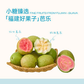 小糖臻选「福建好果子」芭乐