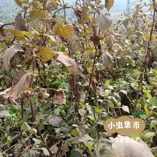 云南生态雪莲果 5斤 | 合作农友生产，产自云南富民，生产者：张志富 *【公平贸易农人定价】 商品图8