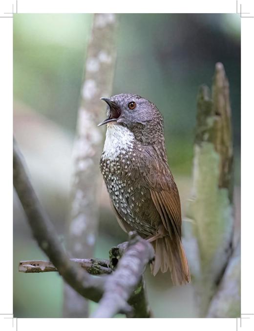 四面山鸟类观察手册 商品图4