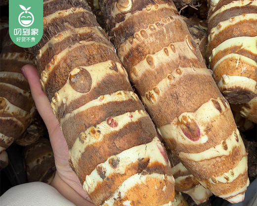 山东高钙竹节香芋/1份（1.5-1.75kg） 商品图3