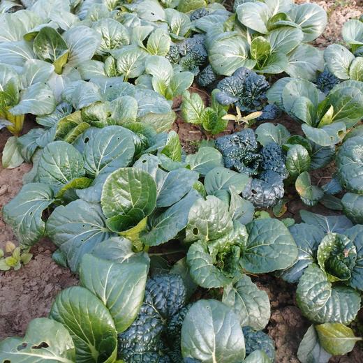 守仁慈心蔬菜组合 露天种植 胡萝卜、包菜、白菜花、土豆、芋头、香叶芥菜、上海青、绿菜苔、菠菜、生菜、香菜、小茴香、乌青菜、红皮萝卜、白萝卜、娃娃菜当季新鲜生态种植蔬菜【顺丰快递】 商品图12