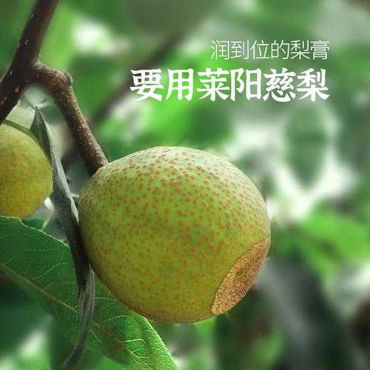 「枇杷秋梨膏」润润秋燥  20斤梨1斤膏 商品图3