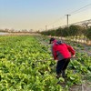 010一箱好菜  菜本味  三餐四季的守护 从菜园到餐桌 大部分带根发货 随吃随取 商品缩略图5