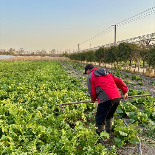 010一箱好菜  菜本味  三餐四季的守护 从菜园到餐桌 大部分带根发货 随吃随取 商品图5