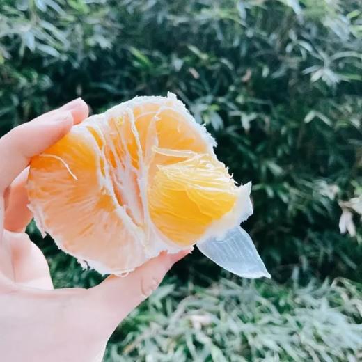 【常山胡柚】鲜嫩多汁清香可口的常山胡柚10斤装 商品图3