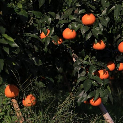 有机红美人果冻橙 商品图2