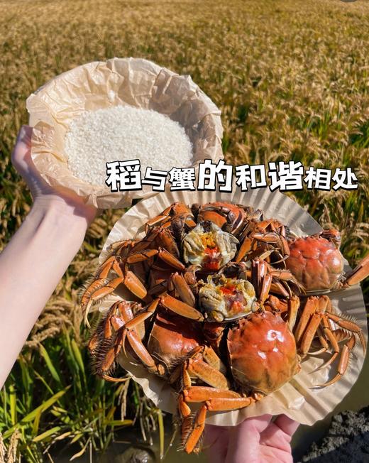 辽宁有机蟹田米49元1袋10斤装，明天到 商品图7