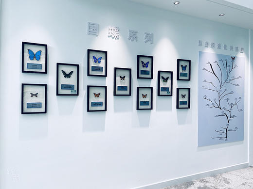 “生态密码：蝴蝶与它们的隐秘世界”亲子活动 商品图3