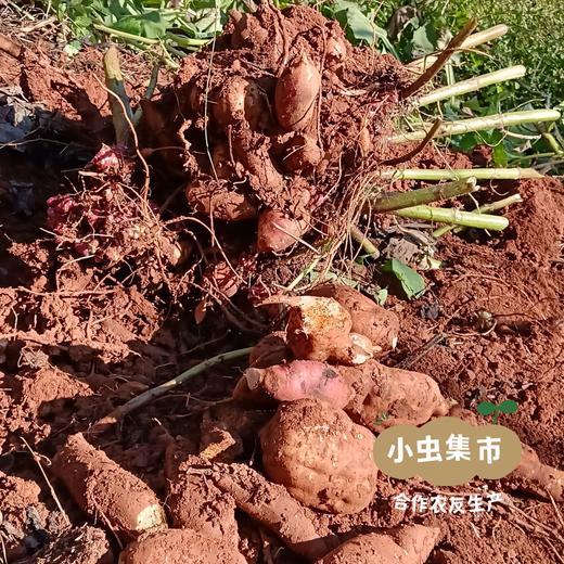 云南生态雪莲果 5斤 | 合作农友生产，产自云南富民，生产者：张志富 *【公平贸易农人定价】 商品图7