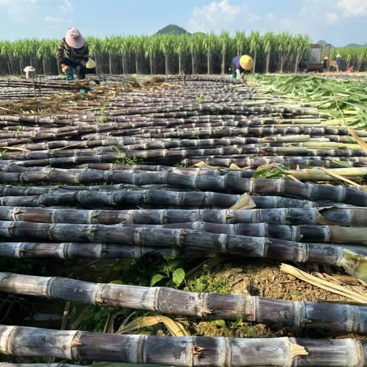 广西黑皮水晶甘蔗【水果甘蔗】 商品图2
