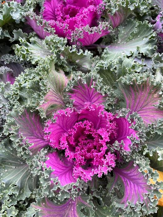 【羽衣甘蓝盆栽】1盆/份 180#园艺盆发货  （圆通发货） 商品图5