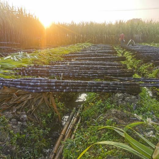 广西黑皮水晶甘蔗【水果甘蔗】 商品图3